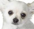 Petit chien